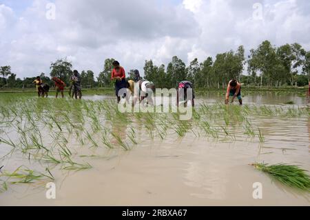 Prayagraj, Indien. 11/07/2023, indische Landarbeiter transplantieren Reisfelder inmitten des laufenden Monsuns des Landes in den Vororten von Prayagraj, Indien. Kredit: Anil Shakya/Alamy Live News Stockfoto