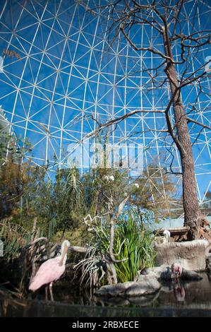 Oceanografic, Ciutat de les Arts i les Ciències, Valencia, Spanien, Europe Aviary; Aquarium; Vogel; Tier; Natur; Valencia; Park; Modern; Build; Spanien; Stockfoto