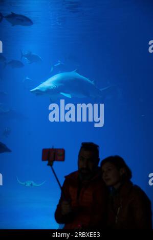 Bull Shark, Oceanografic, Ciutat de les Arts i les Ciències, Valencia, Spanien, Europa Stockfoto
