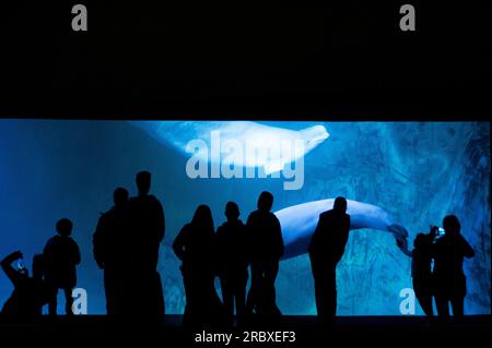 Oceanografic, Ciutat de les Arts i les Ciències, Valencia, Spanien, Europa Stockfoto