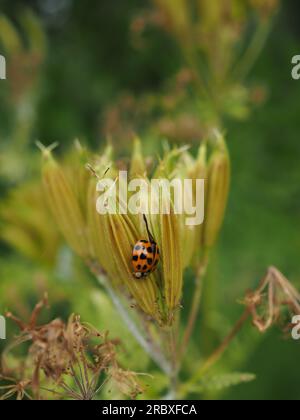 Porträtaufnahme eines Marienkäfers oder Marienkäfers auf der getrockneten Samenkapsel einer süßen Zichelblume (Myrrhis odorata) in einem tierfreundlichen britischen Garten Stockfoto