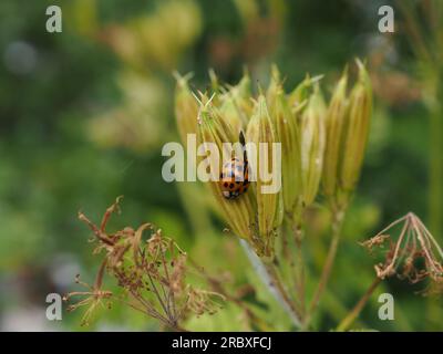 Nahaufnahme eines Marienkopfes auf dem getrockneten Samenkopf von Myrrhis odorata (süße Zikeltiere), der die Gartenarbeit für die Artenvielfalt der Tierwelt vorführt Stockfoto