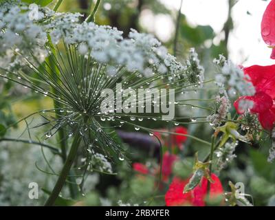 Regentropfen hängen von den Pedikülen einer jährlichen weißen Ammi majus Blume in einem schneidenden Garten, der nach einer Sommerregendusche in Großbritannien ins Profil aufgenommen wurde. Stockfoto