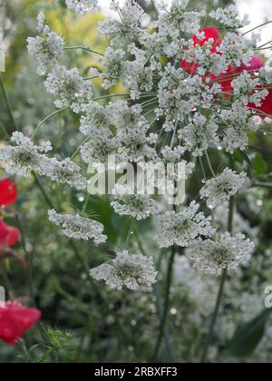 Blendend weißer Ammi majus (Blume des Bischofs) aus nächster Nähe in einem geschnittenen Blumengarten, auf dem die einzelnen Blumen des Schimmels mit Tautropfen oder Regen zu sehen sind Stockfoto