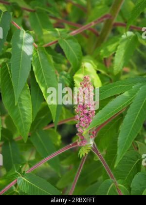 Nahaufnahme der pendelnden rosa Blume/Frucht eines Rhus-Typhina-Baumes (Staghorn Sumach) im Juni in einem britischen Garten Stockfoto