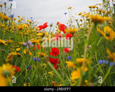 Inmitten der bunten Wildblumen einer Wiese im Sommer an einem bedeckten Tag mit Papieren aus rotem Mohn, gelbem Mais und blauen Maisblumen Stockfoto
