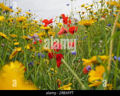 Farbenfrohe Nahaufnahme eines wilden Blumenfeldes oder einer Wiese im Juni mit Mohn, Maisblüten und Mais-Ringelblumen in Rot, Blau und Gelb Stockfoto