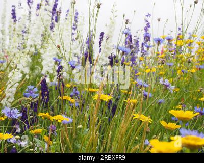 Aus nächster Nähe sehen Sie eine Wiese mit bunten britischen Wildblumen, darunter Maisblumen und Marigolde für Artenvielfalt und Bestäuber Stockfoto