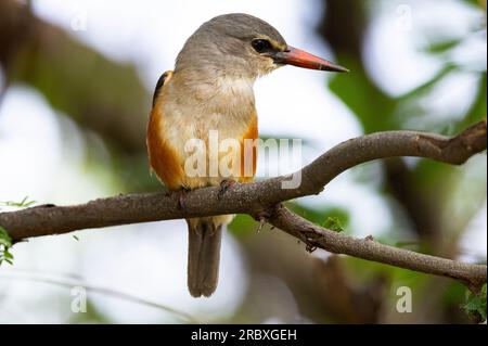 Der Kingfisher mit Bown-Hooded-Kapuze findet sich oft in Waldgebieten weit weg vom Wasser. Sie sind sally-Jäger, das heißt, sie jagen von einem Steg und stürzen sich. Stockfoto