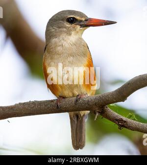 Der braune Kingfisher ist oft weit weg vom Wasser zu finden. Es gibt örtliche Bewegungen in Ostafrika, je nach Jahreszeit. Stockfoto