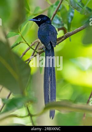 Nahaufnahme eines männlichen Seychellen Paradise Fliegenfänger (Terpsiphone corvina) im Naturschutzgebiet Veuve auf La Digue, Seychellen Stockfoto