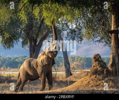 Afrikanischer Elefant im Mana Pools Nationalpark in Simbabwe, Afrika. Stockfoto