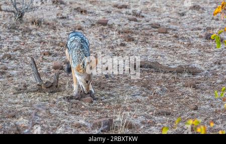 Schwarzrücken-Schakal, der Elefantenkadaver im Mashatu Euphorbia Game Reserve in Botsuana isst. Stockfoto