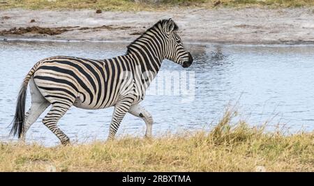 Chapman's Zebra im Mana Pools Nationalpark in Simbabwe, Afrika. Stockfoto