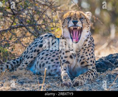 Gepard im Mashatu Euphorbia Game Reserve in Botswana. Stockfoto