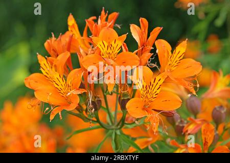 Alstroemeria Peruanische Lilie „Orangenkönig“ in Blume Stockfoto