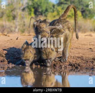 Graufüßiger Chacma-Pavian im Mashatu Euphorbia Game Reserve in Botswana. Stockfoto