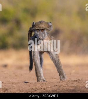 Graufüßiger Chacma-Pavian im Mashatu Euphorbia Game Reserve in Botswana. Stockfoto