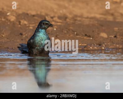 Meve's Starling im Mashatu Euphorbia Game Reserve in Botswana, Afrika. Stockfoto