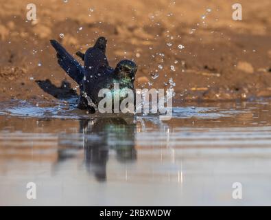 Meve's Starling im Mashatu Euphorbia Game Reserve in Botswana, Afrika. Stockfoto