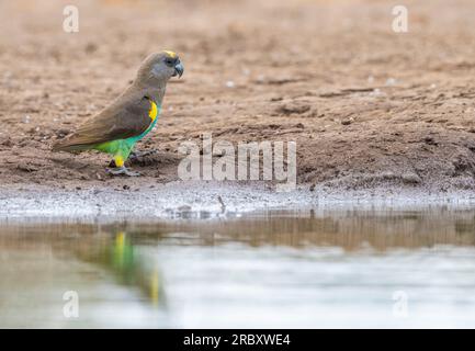 Meyer's Parrot im Mashatu Euphorbia Game Reserve in Botswana. Stockfoto