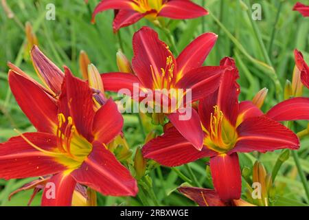 Hemerocallis Hybriden-Stafford in Blüte. Stockfoto