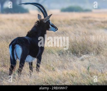 South Sable Antelope im Hwange-Nationalpark in Simbabwe-Afrika. Stockfoto