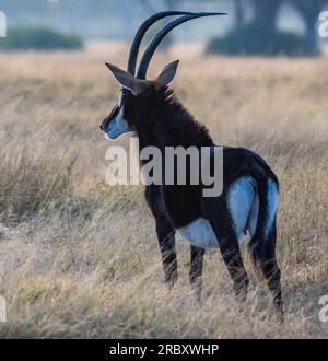 South Sable Antelope im Hwange-Nationalpark in Simbabwe-Afrika. Stockfoto