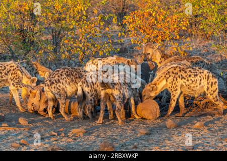 Im Mashatu Euphorbia Game Reserve in Botswana haben Hyänen Elefantenkadaver gegessen. Stockfoto