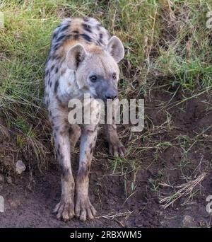 Im Mashatu Euphorbia Game Reserve in Botswana haben Hyänen Elefantenkadaver gegessen. Stockfoto