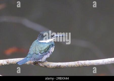 Grüner Kingfisher (Chloroceryle americana), weiblich auf einem Ast, Mitu, Kolumbien. Stockfoto