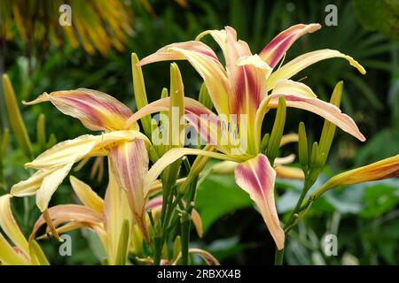 Hemerocallis Hybrid-Tageslilie "Pterodactyl Eye" in Blüte. Stockfoto