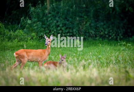 Hirschmutter mit Neugeborenen auf den Feldern Stockfoto