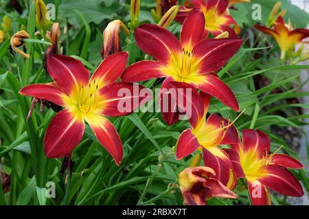 Hemerocallis Hybrid-Tageslilie "Rubinspinne" in Blüte. Stockfoto