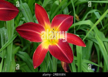 Hemerocallis Hybrid-Tageslilie "Rubinspinne" in Blüte. Stockfoto