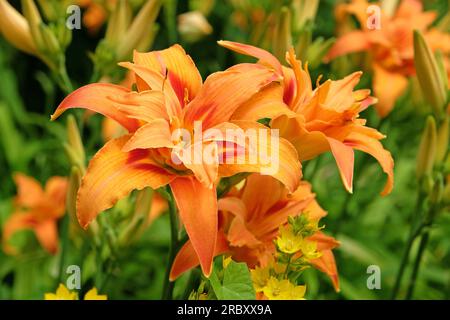 Hemerocallis fulva taglily 'Kwanso' in Blume. Stockfoto