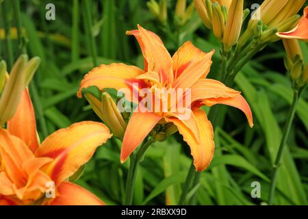 Hemerocallis fulva taglily 'Kwanso' in Blume. Stockfoto