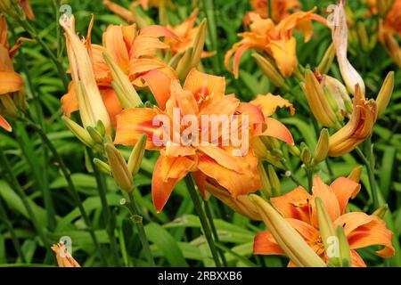 Hemerocallis fulva taglily 'Kwanso' in Blume. Stockfoto