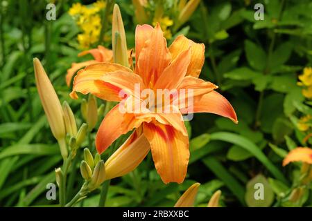 Hemerocallis fulva taglily 'Kwanso' in Blume. Stockfoto