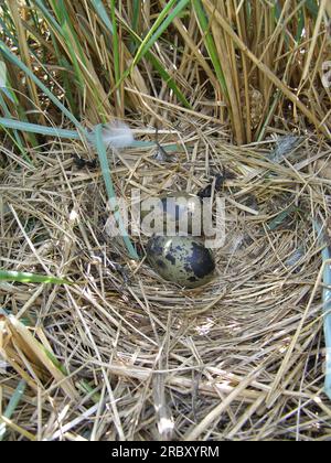 Nest der skandinavischen Kleinmöwe (Larus fuscus fuscus) auf den Wieseninseln des östlichen Süßwasserteils des Finnischen Meerbusens, Ostsee S. Stockfoto