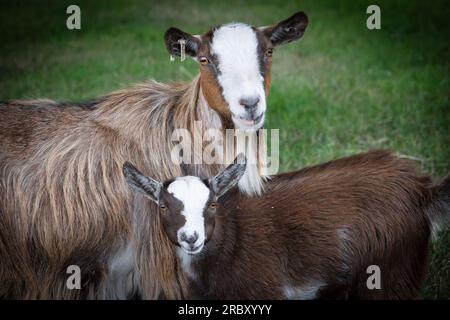 Ziegen im Margam Park Stockfoto