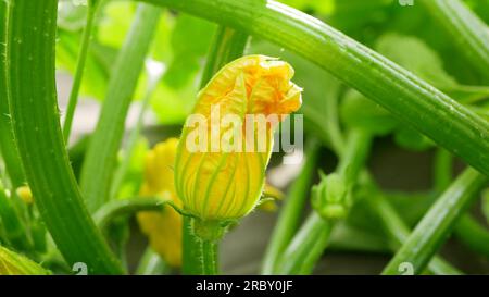 Blume Pattypan Kürbis Pfanne Blütenfeld mit Bio-Cucurbita pepo gelb Patissoniana Sommer Kürbis Bio-Pflanzen vor der Ernte, orangefarbener Kürbis Stockfoto