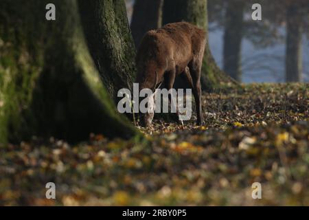 Roter Hirsch in dunklem Holz Stockfoto