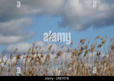 Gänse im Flug Stockfoto