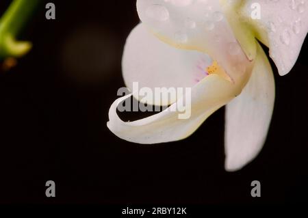 Weiße Orchidee Blume Stockfoto