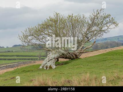 Der Alte ist auf dem Land über einen Baum gefallen, aber er lebt noch Stockfoto