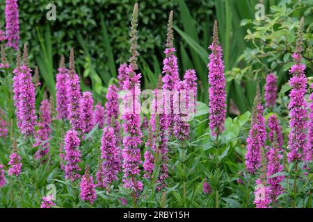 Lila Loosestrife in Blüte. Stockfoto