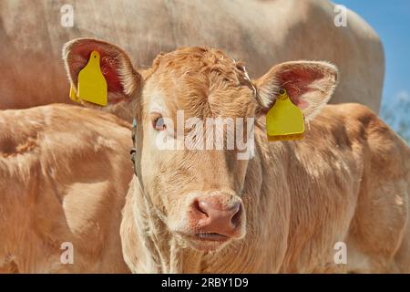 Neugierige Blondine de aquitaine Kalb vor der Mutter in Gelderland, Niederlande Stockfoto