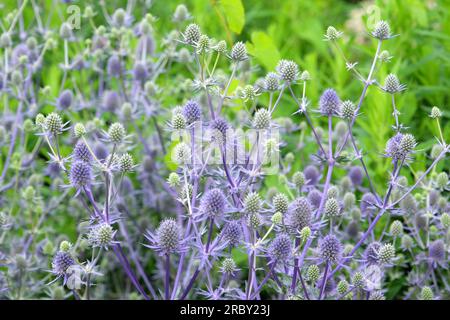 Eryngium Planum „Blauer Glitzer“ in Blume. Stockfoto