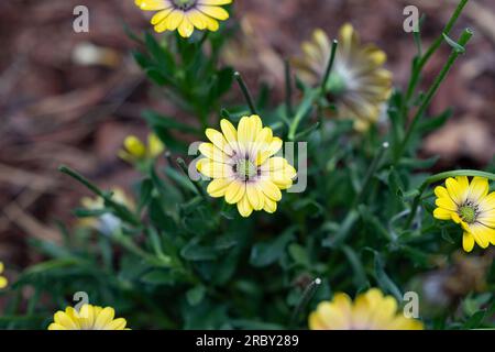 Balkon Blumen Garten Zeit Sommer Sonne Sonnenschein Gelbe blühten Balkonien Garten Liebe Natur Liebe Blumen Stockfoto